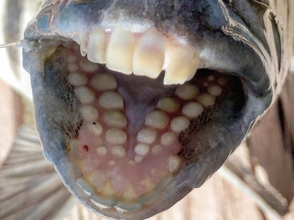Fish with ‘human teeth’ caught in North Carolina, US